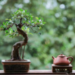 igaz történet bonsai