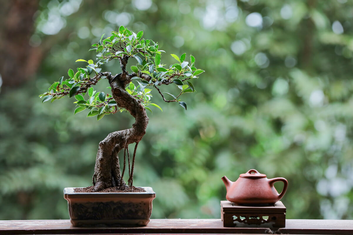 igaz történet bonsai